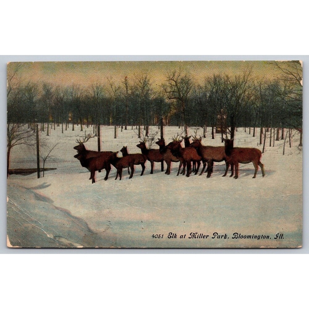 Vtg 1907-1915 Postcard 4051 Elk at Miller Park Bloomington Illinois W.B. Read